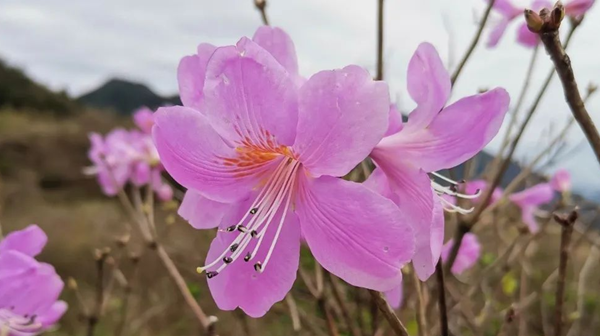 Rare Huading rhododendron discovered in Lishui