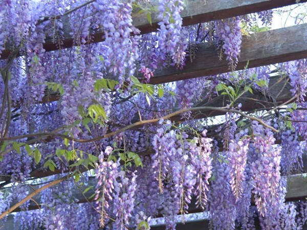 Wisteria blooms create purple paradise in Lishui's Jinyun